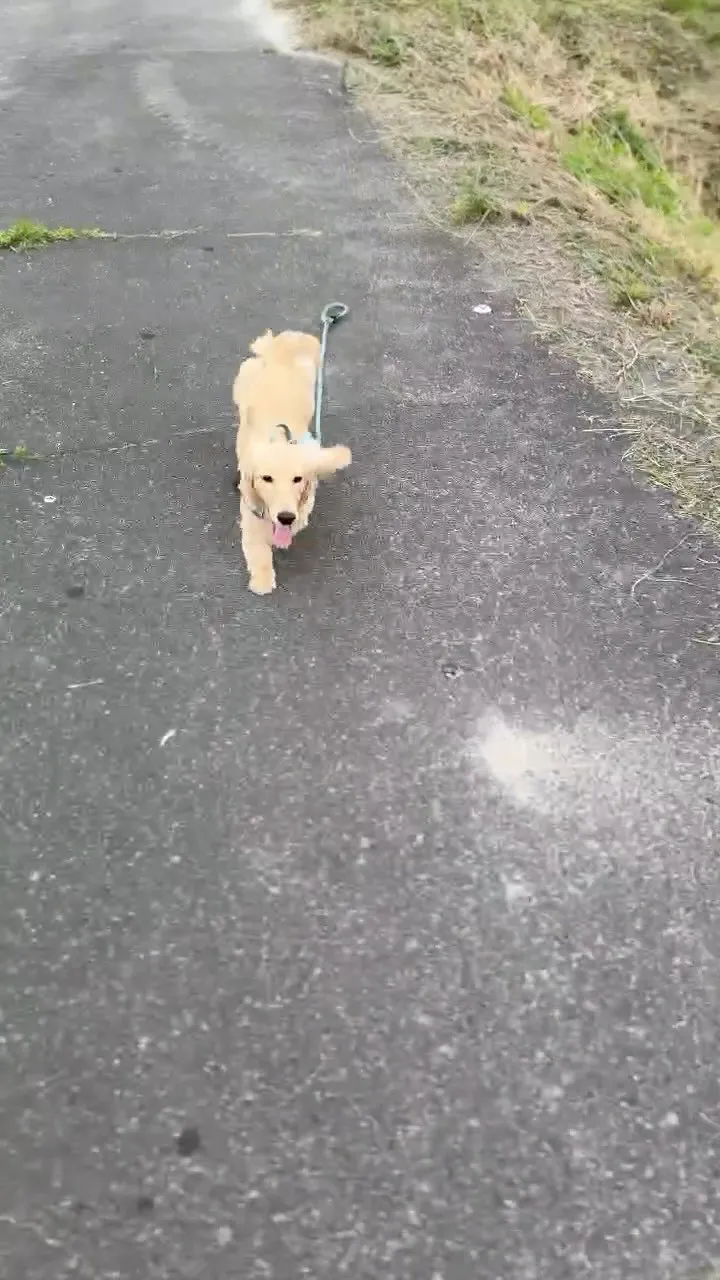 アンジェロ君🐾