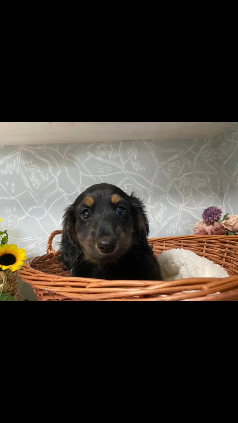 決まりました🐾