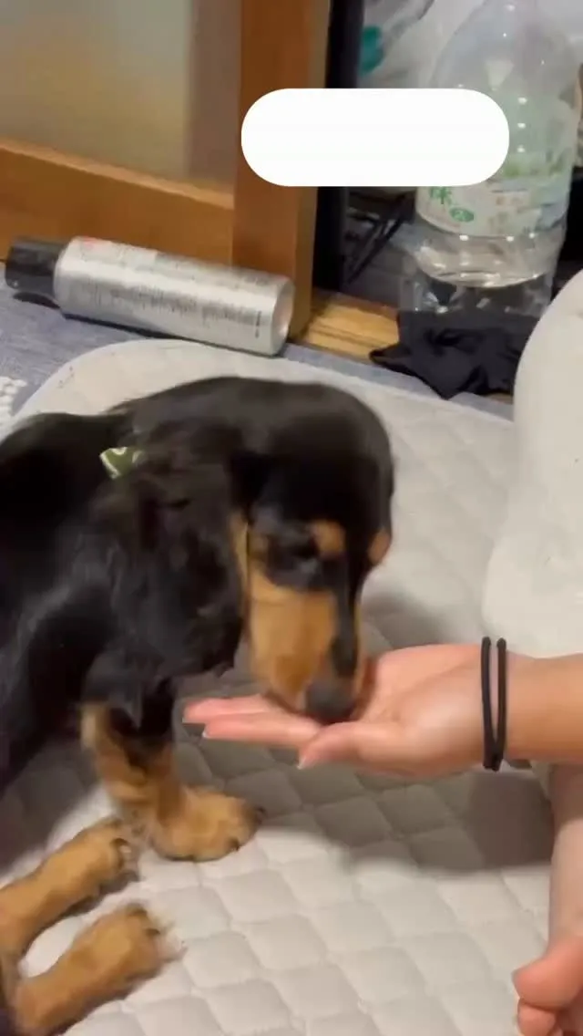 パル君🐾