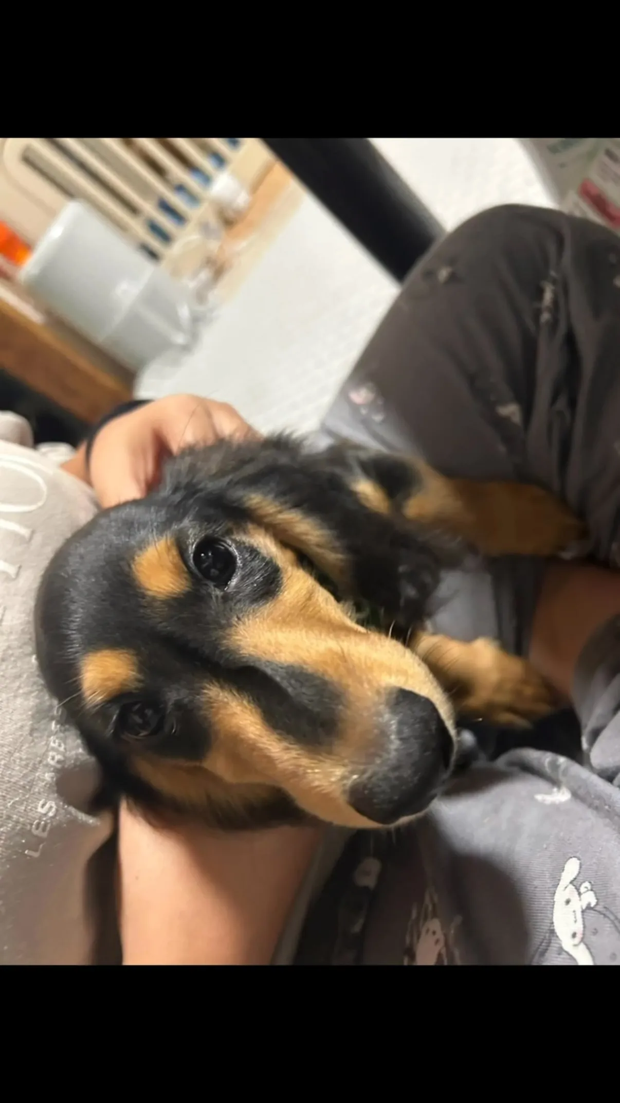 パル君🐾